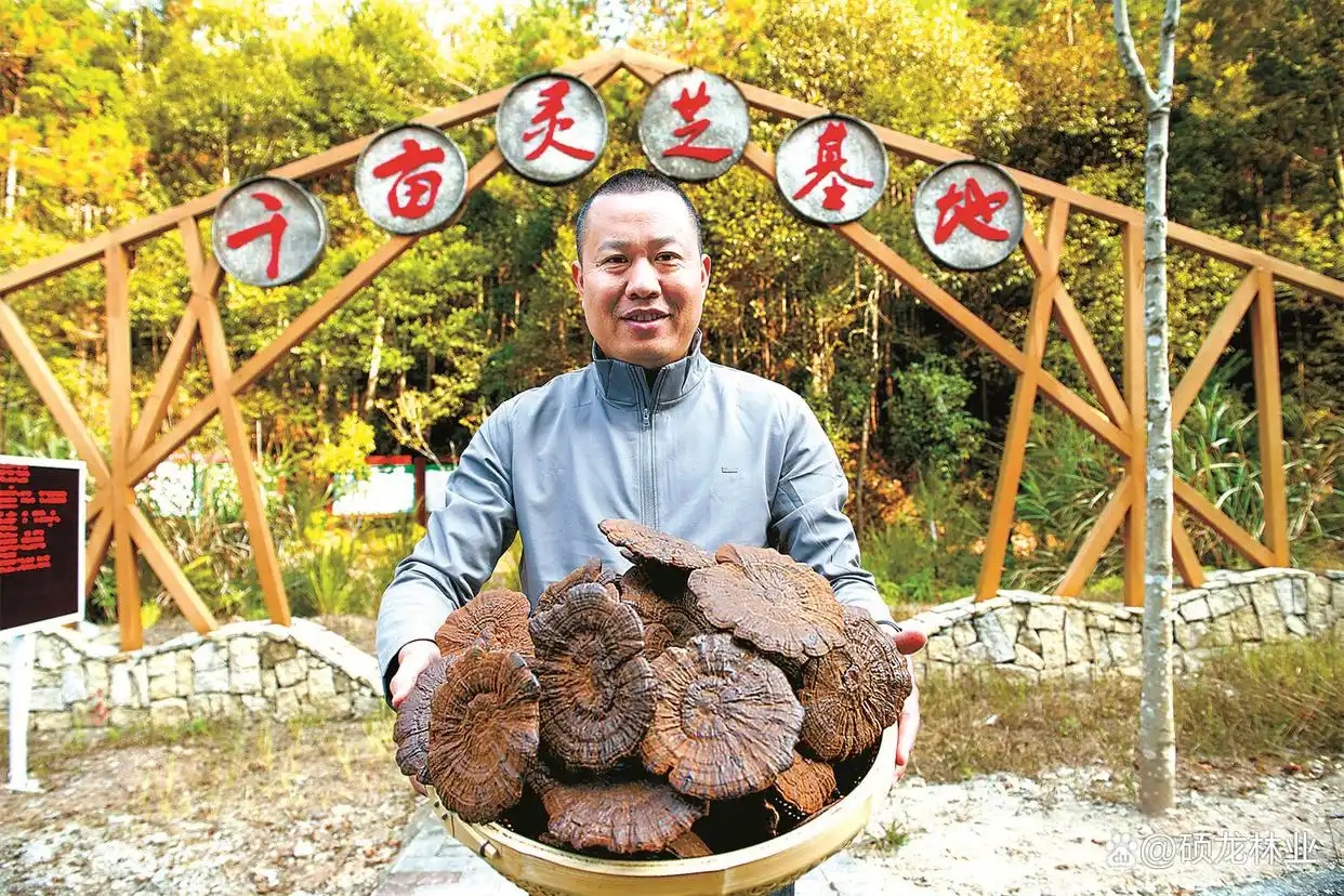 硕龙林业-全国林改策源地-林下种植紫灵芝.jpg